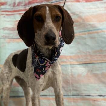 Rescue Mixed Breed Dogs for Adoption in Cheyenne, Wyoming - Annie | PetCurious