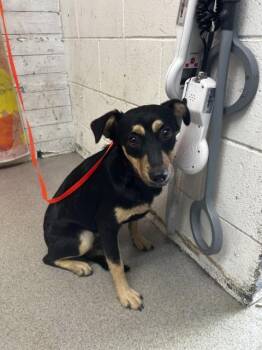 CARI -  Chihuahua and Mixed Breed Dog for Adoption in San Bernardino, California - CARI | PetCurious