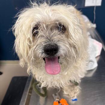 Bugger -  Mixed Breed Dog for Adoption in Newark, New Jersey - Bugger | PetCurious