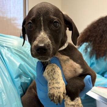 Perseus -  Cattle Dog and Hound Dog for Adoption in Nashville, Tennessee - Perseus | PetCurious