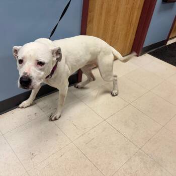 Pit Bull Terrier and Mixed Breed Dogs Available for Adoption in Saint Joseph, Missouri - Sasha | PetCurious