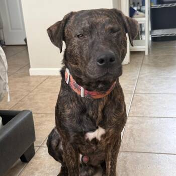 American Bulldog and Dutch Shepherd Dogs Available for Adoption in West Palm Beach, Florida - Apollo | PetCurious