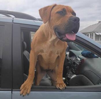 Stevie Lynn -  Mastiff Dog for Adoption in Columbia, Illinois - Stevie Lynn | PetCurious