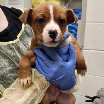 Pit Bull Terrier Dogs Available for Adoption - Cheddar | PetCurious