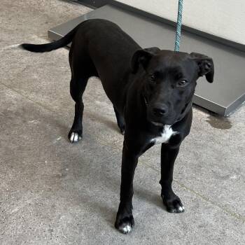 Suge -  Mixed Breed Dog for Adoption in Las Cruces, New Mexico - Suge | PetCurious