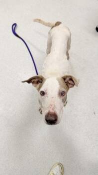 Tofu -  Hound and Mixed Breed Dog for Adoption in Honolulu, Hawaii - Tofu | PetCurious