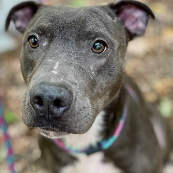 Rescue Mixed Breed Dogs for Adoption in Yanceyville, North Carolina - Velvet 25-1619 | PetCurious