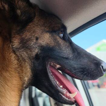 Artemis -  Belgian Shepherd Malinois Dog for Adoption in Hinesville, Georgia - Artemis | PetCurious