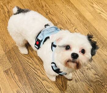 Maltese and Shih Tzu Dogs Available for Adoption - Ambrosia | PetCurious