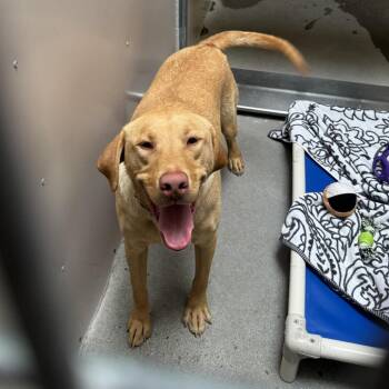 Golden Retriever and Great Pyrenees Dogs Available for Adoption in Murray, Utah - Copper | PetCurious