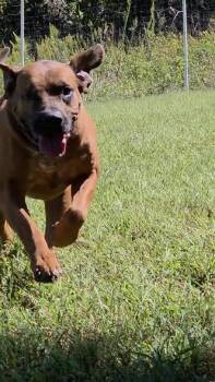 Red -  Redbone Coonhound Dog for Adoption in Sweetwater, Tennessee - Red | PetCurious