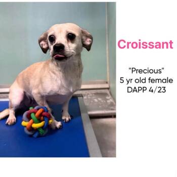 Chihuahua Dogs Available for Adoption in Spring Hill, Kansas - Croissant | PetCurious