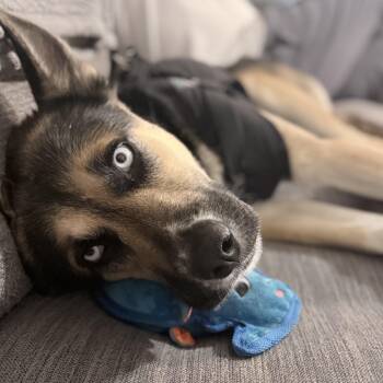 Siberian Husky and Shepherd Dogs Available for Adoption - Barbara | PetCurious