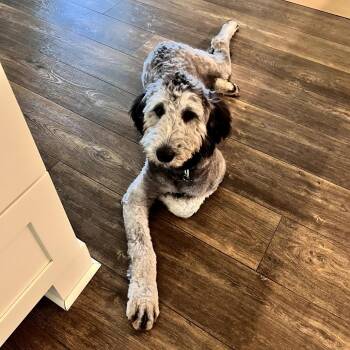 Finn -  Poodle Dog for Adoption in La Grange, Kentucky - Finn | PetCurious
