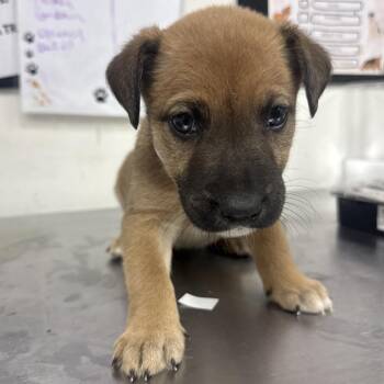 koda -  Shepherd and Catahoula Leopard Dog Dog for Adoption in Parrish, Alabama - Koda | PetCurious