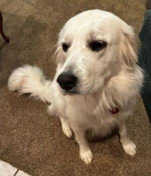 Willow -  Great Pyrenees Dog for Adoption in Larkspur, Colorado - Willow | PetCurious