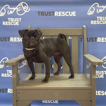 Pug Dogs Available for Adoption - MARLEY. | PetCurious