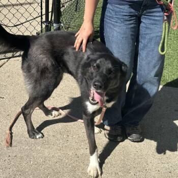 Husky Dogs Available for Adoption in Indianapolis, Indiana - Nova | PetCurious