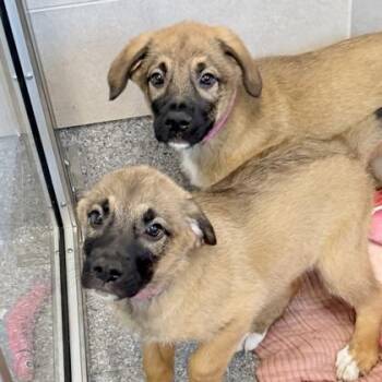 Huff -  Mixed Breed Dog Available for Adoption in Atlanta, Georgia - Huff | PetCurious