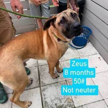 Zeus -  Black Mouth Cur and Belgian Shepherd Malinois Dog for Adoption in Tampa, Florida - Zeus | PetCurious