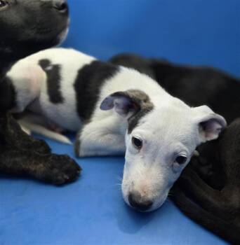 SPRITE -  Mixed Breed Dog for Adoption in Dallas, Texas - SPRITE | PetCurious