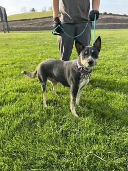 Australian Cattle Dog Blue Heeler Dogs Available for Adoption - Iris (AVAILABLE 4/7) | PetCurious