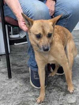 Chihuahua Dogs Available for Adoption in Aurora, Illinois - Paco | PetCurious