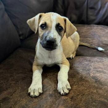 QUINN -  Mountain Cur and Retriever Dog for Adoption in Lincoln, Nebraska - QUINN | PetCurious