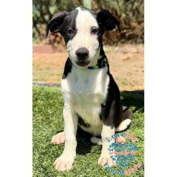 Violet Litter-Vampire Black -  Hound and Border Collie Dog for Adoption in Inglewood, California - Violet Litter-Vampire Black | PetCurious