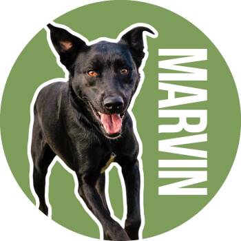 Rescue Black Labrador Retriever Dogs for Adoption in Fort Worth, Texas - Marvin | PetCurious