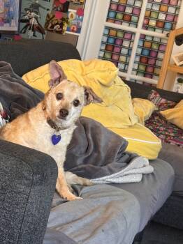 Reginald -  Chihuahua Dog for Adoption in Los Angeles, California - Reginald | PetCurious