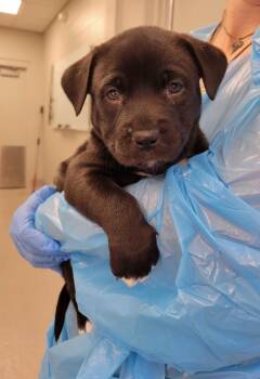 Pit Bull Terrier Dogs Available for Adoption in Chillicothe, Ohio - Guinea | PetCurious