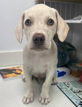 Kody -  Shepherd and Weimaraner Dog for Adoption in Hartsville, South Carolina - Kody | PetCurious