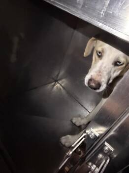 Mixed Breed Dogs Available for Adoption - STIZZY | PetCurious