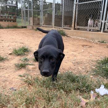 Dolly -  Black Labrador Retriever Dog for Adoption in Melbourne, Arkansas - Dolly | PetCurious