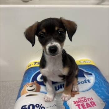 Jocelyn -  Dachshund and Miniature Poodle Dog for Adoption in San Diego, California - Jocelyn | PetCurious