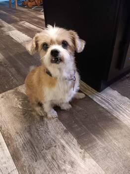 Mo -  Shih Tzu and Mixed Breed Dog for Adoption in Dysart, Iowa - Mo | PetCurious