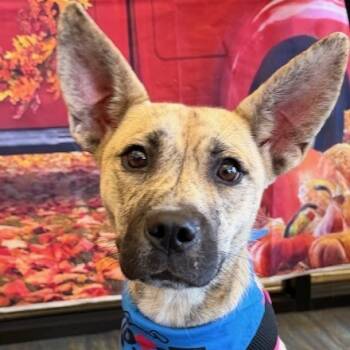 Rescue Mixed Breed Dogs for Adoption in Kansas City, Missouri - Sienna | PetCurious