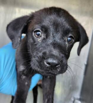 PLUTO -  American Staffordshire Terrier Dog for Adoption in San Antonio, Texas - PLUTO | PetCurious