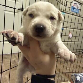 Husky and Mixed Breed Dogs Available for Adoption - 179 (2026) Popcorn | PetCurious