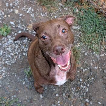 MARSHMALLOW -  Chocolate Labrador Retriever Dog for Adoption in Graham, Washington - MARSHMALLOW | PetCurious