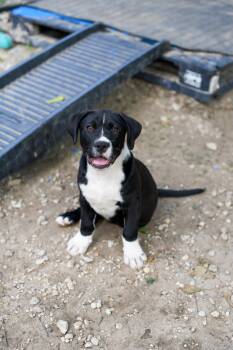 Mixed Breed Dogs Available for Adoption in Bonifay, Florida - Mack (Coming Soon) | PetCurious