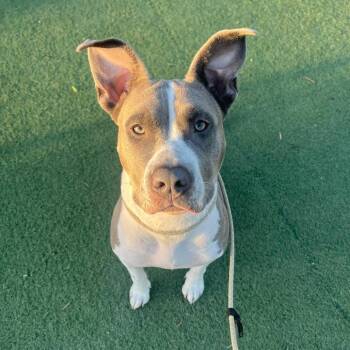 American Staffordshire Terrier Dogs Available for Adoption in Los Angeles, California - Sapphire | PetCurious