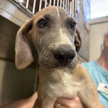 Sugarbee -  Great Pyrenees and Great Dane Dog for Adoption in Goleta, California - Sugarbee | PetCurious