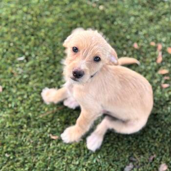 Ravioli -  Terrier and Dachshund Dog for Adoption in San Diego, California - Ravioli | PetCurious
