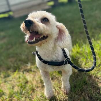 Chip Bennett -  Miniature Poodle and Mixed Breed Dog for Adoption in Houston, Texas - Chip Bennett | PetCurious