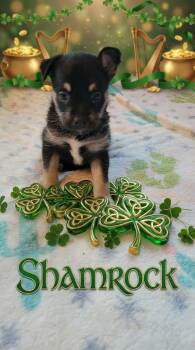 Terrier and Yorkshire Terrier Dogs Available for Adoption - Shamrock | PetCurious