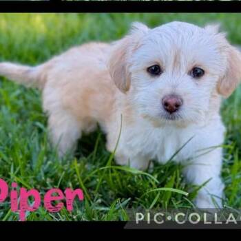 Piper -  Chihuahua and Lhasa Apso Dog for Adoption in Orangevale, California - Piper | PetCurious