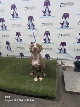 BANQUO -  Pit Bull Terrier Dog for Adoption in Orlando, Florida - BANQUO | PetCurious