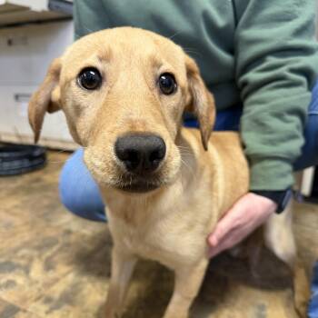 Labrador Retriever Dogs Available for Adoption in Columbia, South Carolina - Katharine | PetCurious